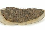 Rare, Calymenid (Pradoella) Trilobite - Jbel Kissane, Morocco #242424-1